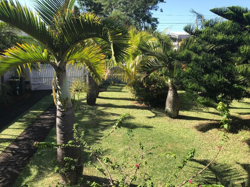 a row of palm trees in a yard at Manapescale in Saint-Joseph