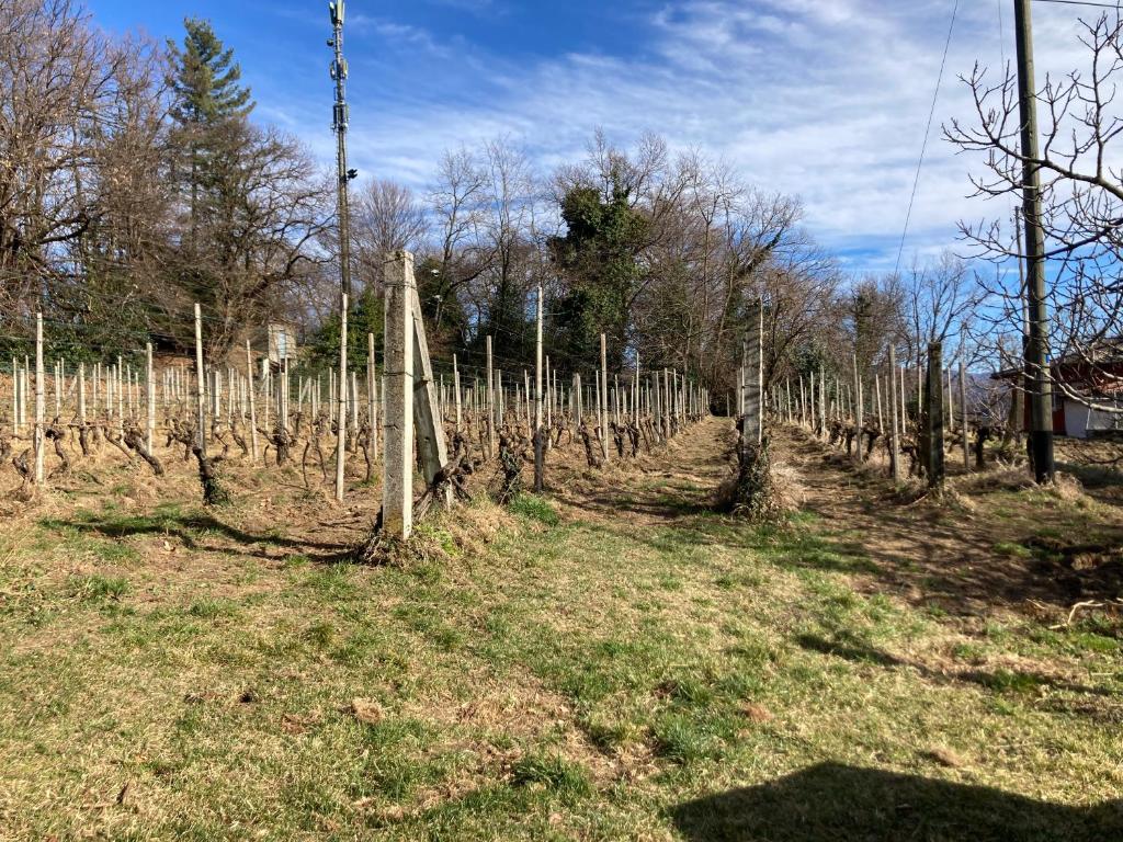 Zahrada ubytování Appartamento di vacanza tra i vigneti
