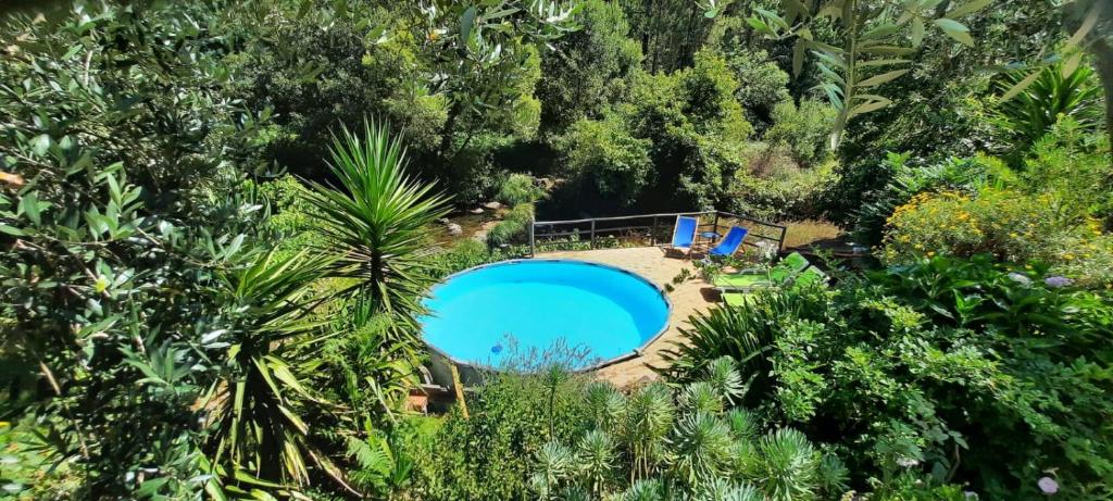 a swimming pool in the middle of a forest at Casa Ribeira in Coentral das Barreiras