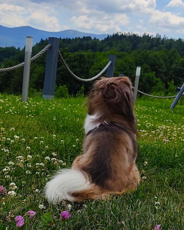 Domácí mazlíčci ubytovaní s hosty v ubytování Domki Na Skale z widokiem na panoramę Karkonoszy