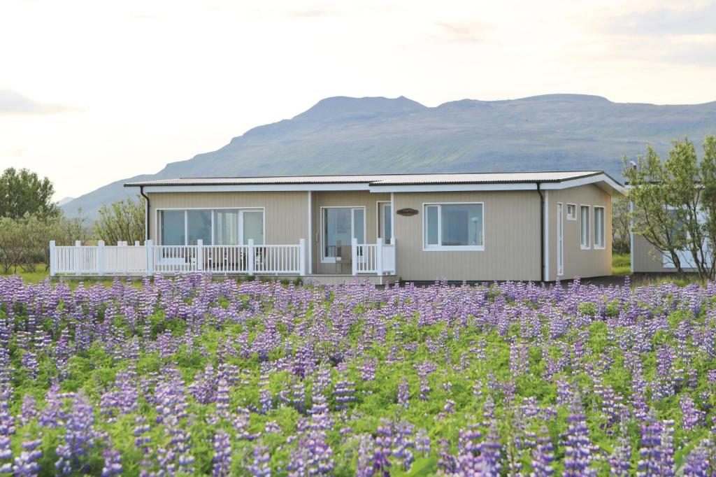 une maison dans un champ de fleurs violettes dans l'établissement Lynghagi House, à Vegamót