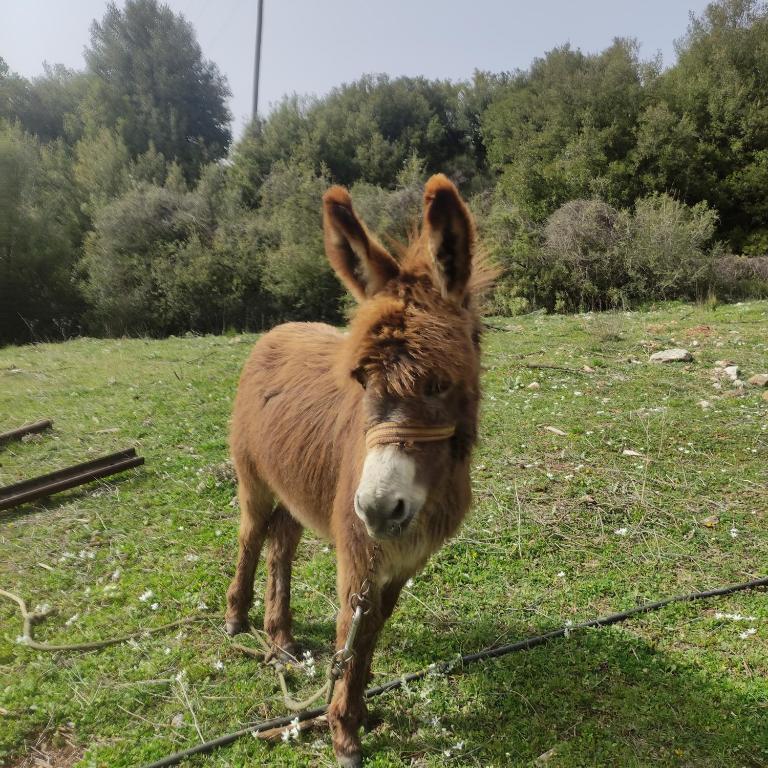 oneiropagidasuites - 15