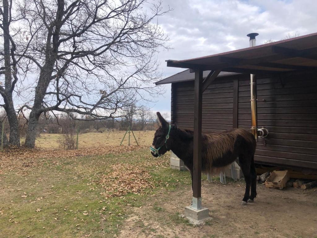Zvířata v prázdninového domu nebo okolí
