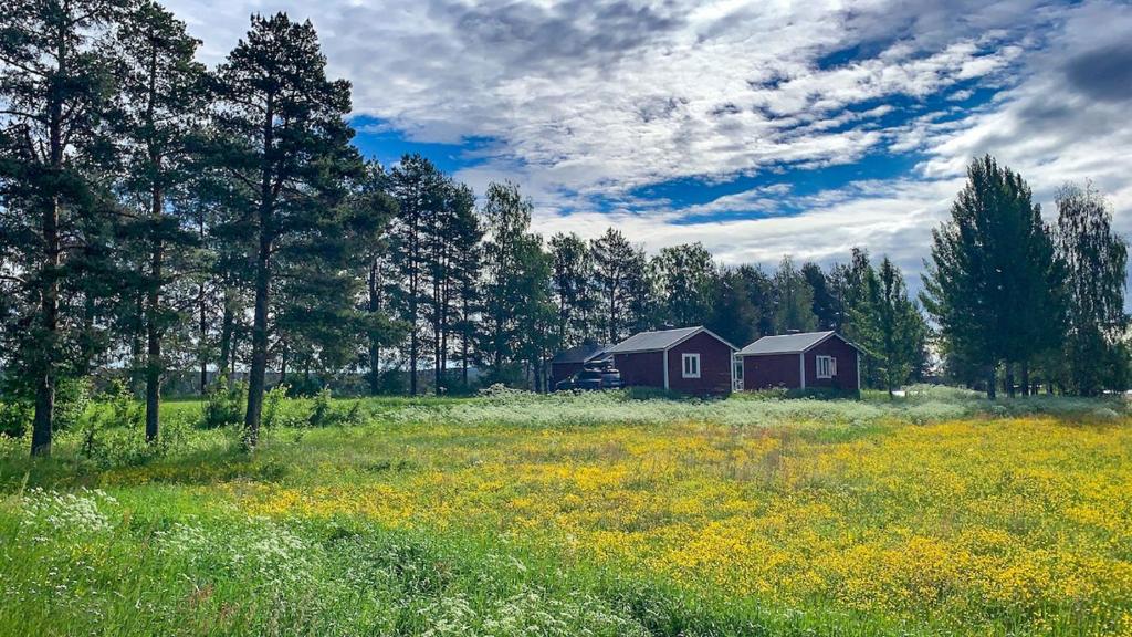 a field with two barns in a field of flowers at Trollforsen Camping & Cottages in Gargnäs