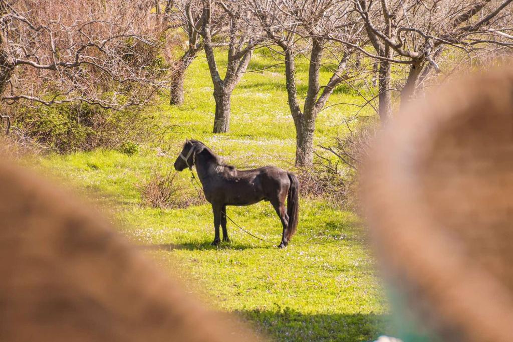 a black horse standing in a field of grass at Apartmani Dumezic in Bar