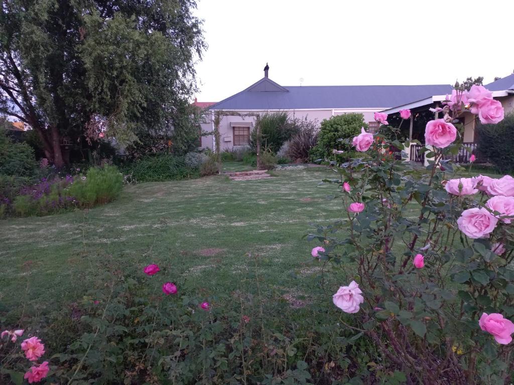 a group of pink roses in a yard at DeKotzenhof in Wakkerstroom