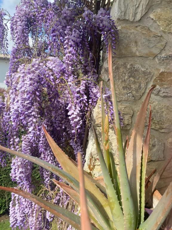 B&B Fior Di Toscana - Housity