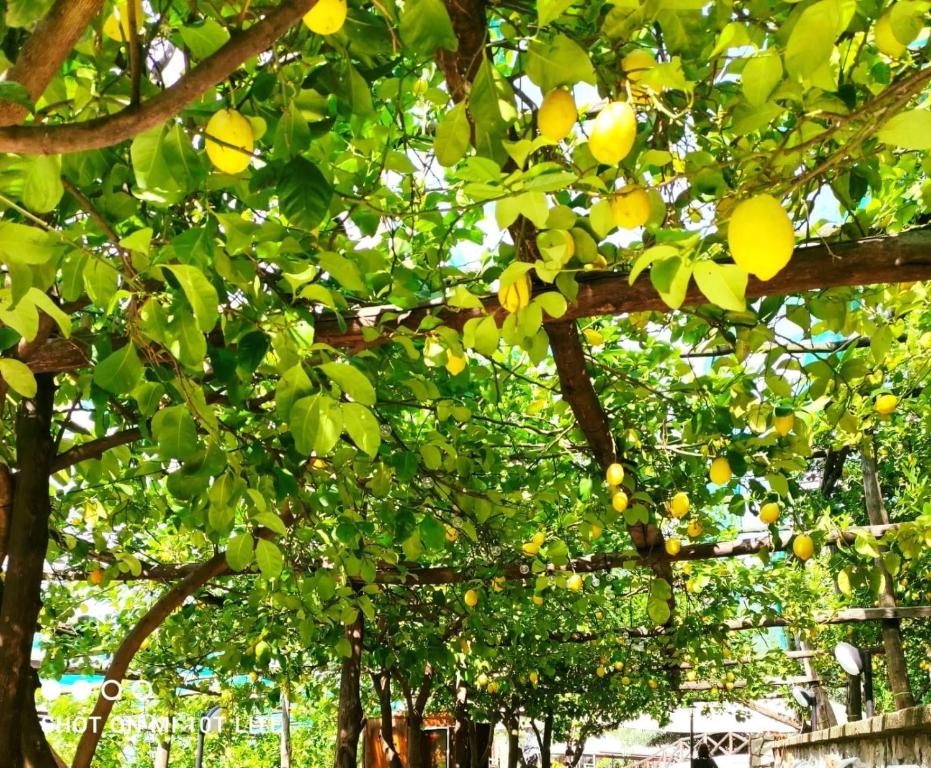 Agriturismo Nonno Luigino - 19