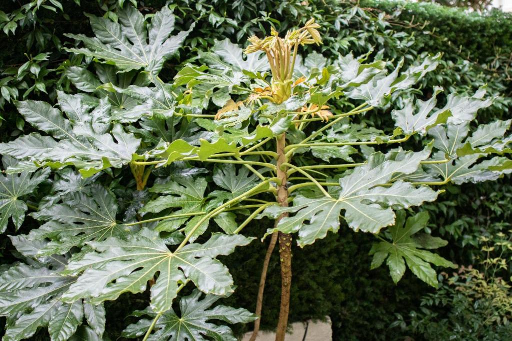 a green plant with yellow flowers in front of a bush at Hotel Molière in Cannes