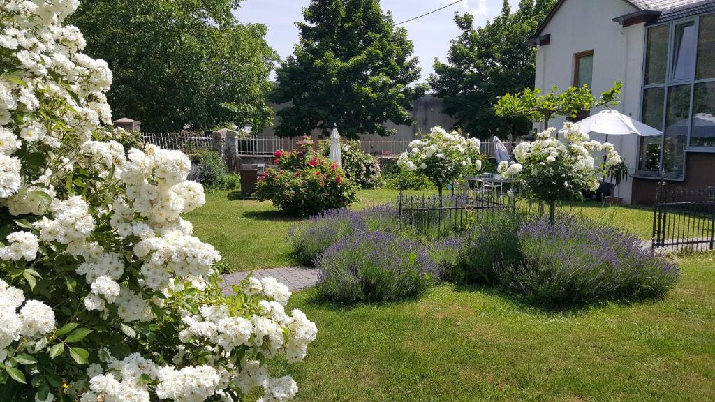 einen Garten mit weißen Blumen und lila Pflanzen in der Unterkunft Ferienwohnung Altes Pfarrhaus mit Flair und Moselblick in Brauneberg
