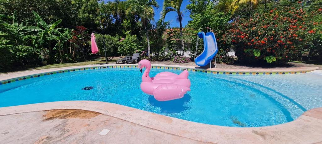 a pink flamingos in a swimming pool at Villa Sonrisa in Las Terrenas