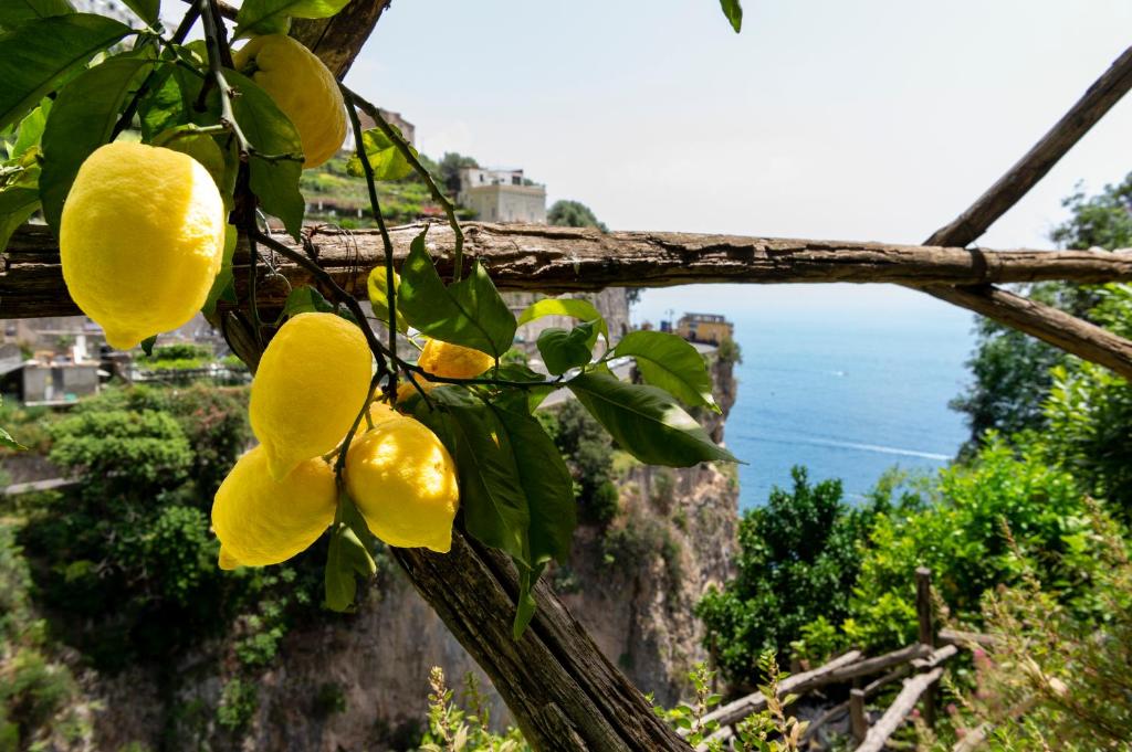 a bunch of lemons hanging from a tree at Hotel La Pergola in Amalfi