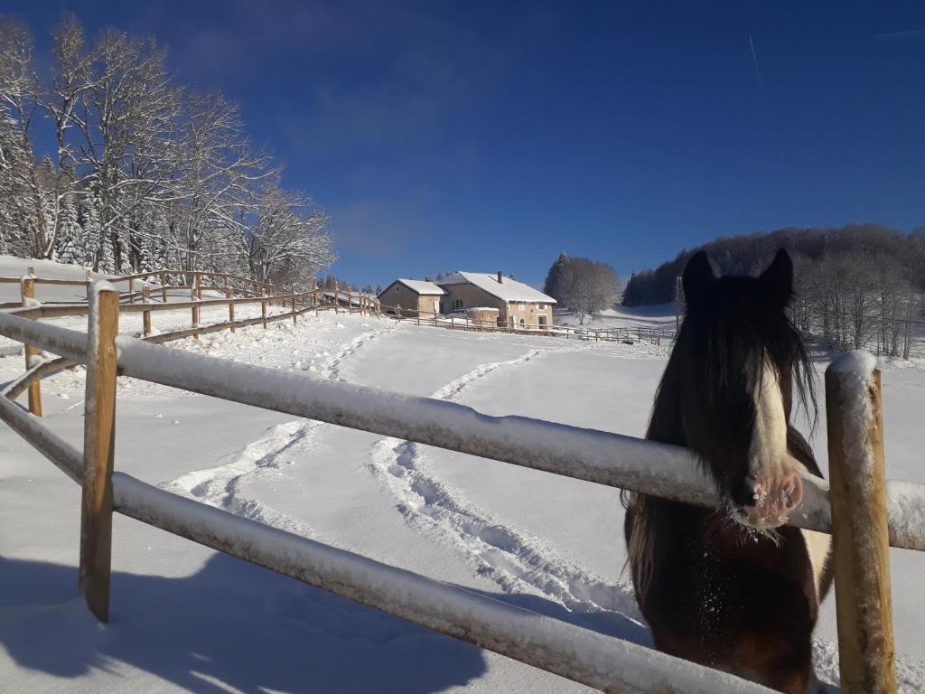 Un caballo parado junto a una valla en la nieve en Chambres d'hôte des 3 Marches, en Lamoura