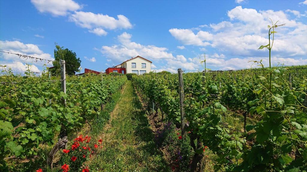 a field of crops with a house in the background at Weinbergshof Rickel in Kitzingen