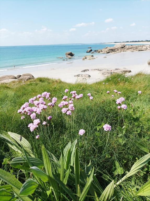 a bunch of pink flowers in the grass near the beach at La Maison du Quai Triplex de charme 4 étoiles en hyper centre avec SPA in Landerneau