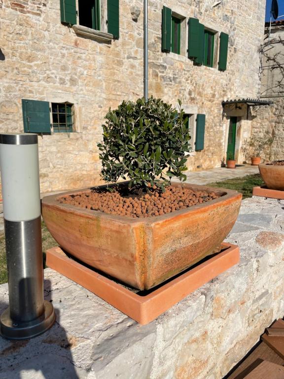 Vonkajšia záhrada v ubytovaní Neroli Place