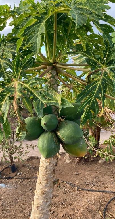 Zahrada ubytování Finca Gaia La Segunda