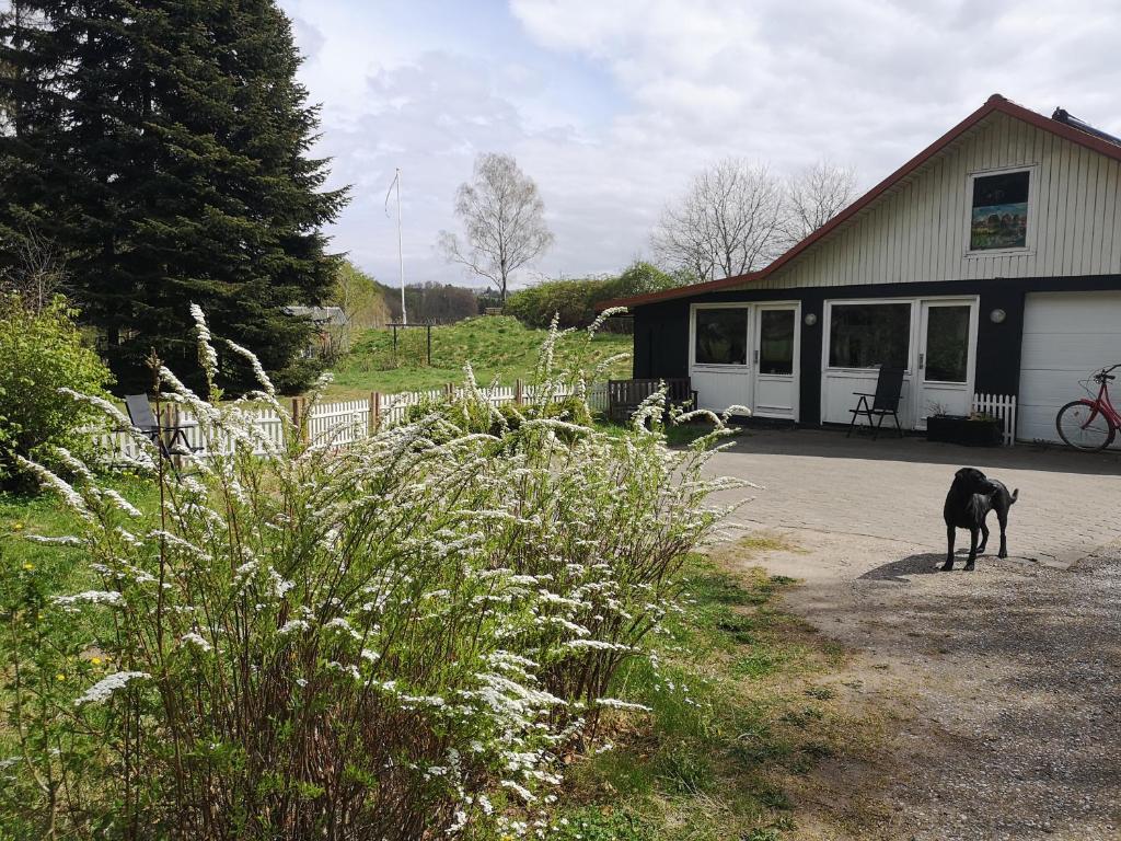 a black dog standing in front of a house at Keramikhuset 2 komma 0, smuk natur og hjemlig hygge in Horsens