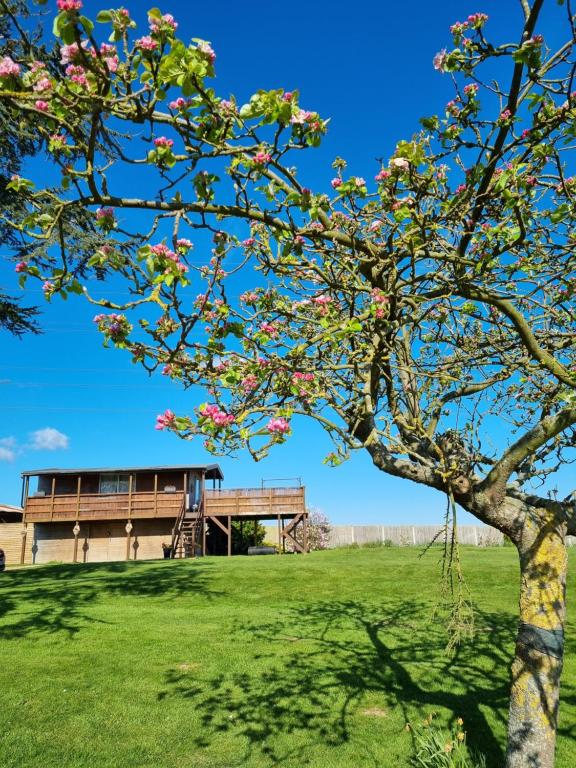 un árbol en un campo con un edificio en el fondo en The Viewpoint, en Deal