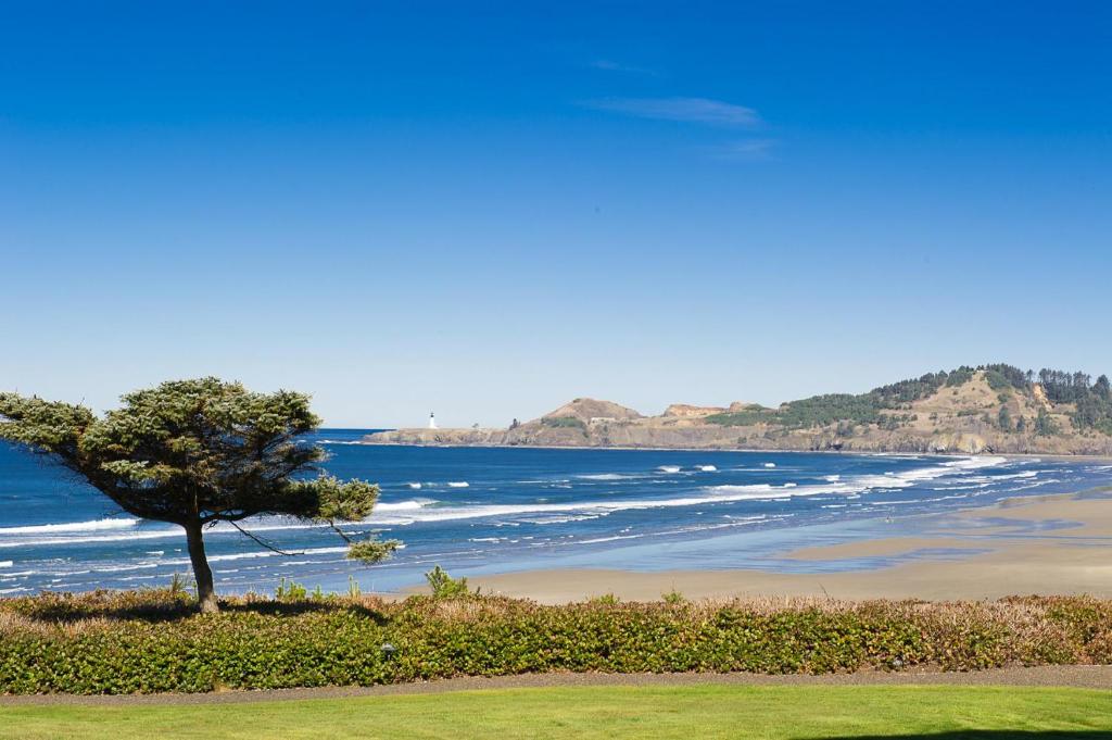 un árbol sentado en la cima de una playa junto al océano en Lighthouse View at Shoreline Ridge en Newport