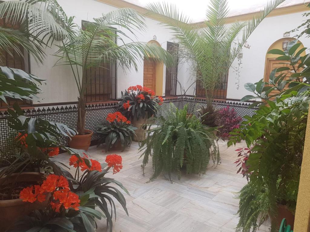 コルドバにあるCasa Típica Cordobesaのたくさんの花々が咲き誇る部屋