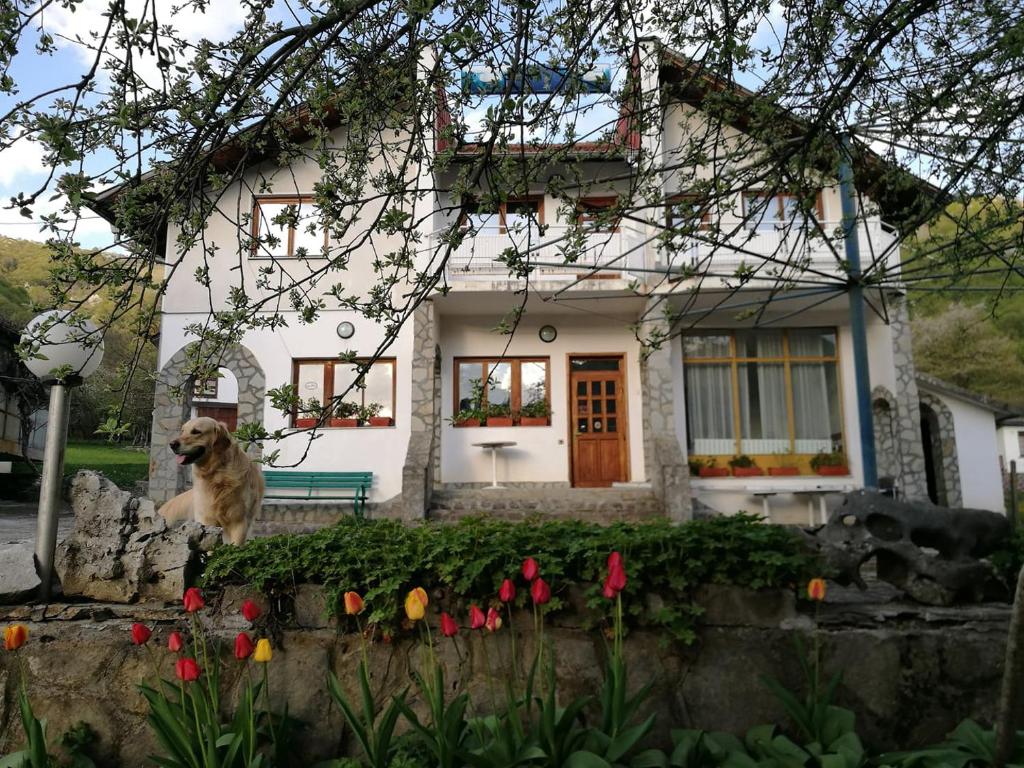 un chien assis devant une maison blanche dans l'établissement Самостоятелни стаи в къща за гости Балкан, à Ribarica