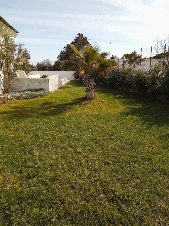 a palm tree in the yard of a house at Villa Anna Maria in Polignano a Mare
