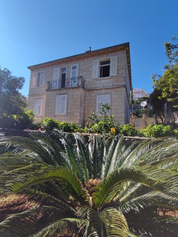 a building with a palm tree in front of a building at Villa Arancia in Dubrovnik