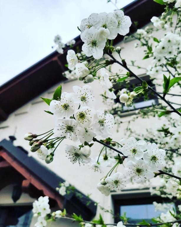 Dworek Zloty Róg Hotel i Restauracja - Resim 10