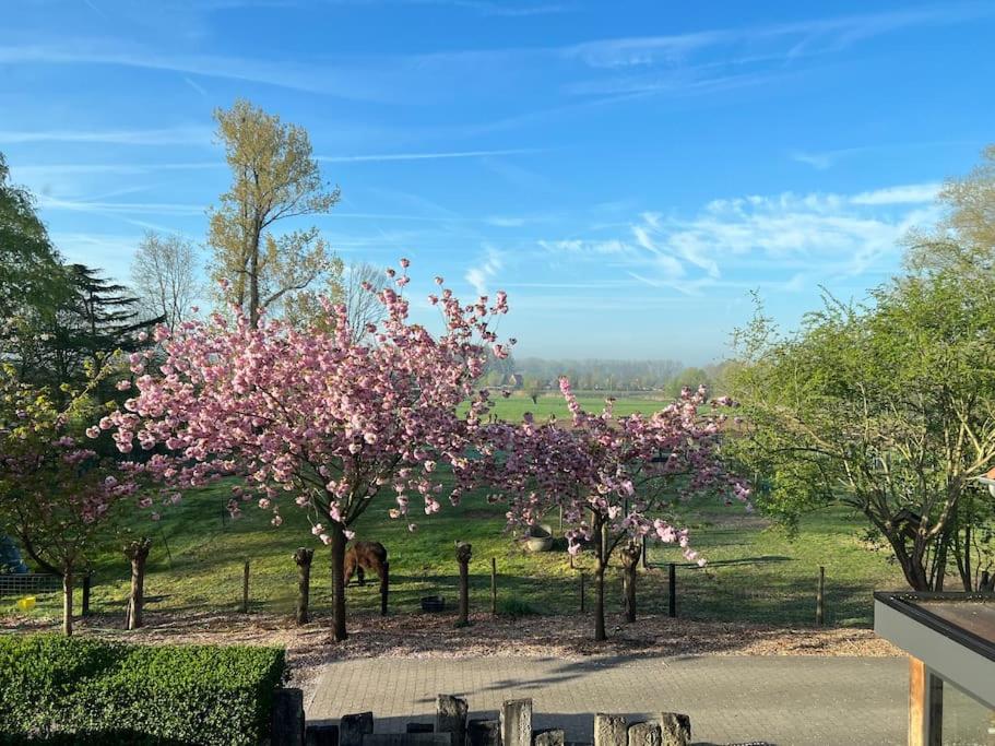 a group of trees with pink flowers in a field at Hoeve Hooierzele in Waasmunster