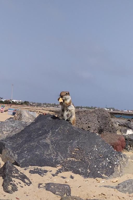 Zwierzęta zatrzymujące się w obiekcie Holiday rent Fuerteventura