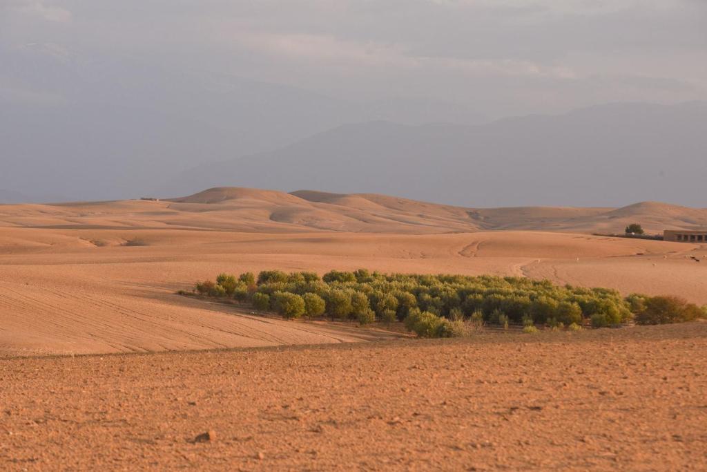 a group of trees in the middle of the desert at Emeraude Camp Agafay in El Karia