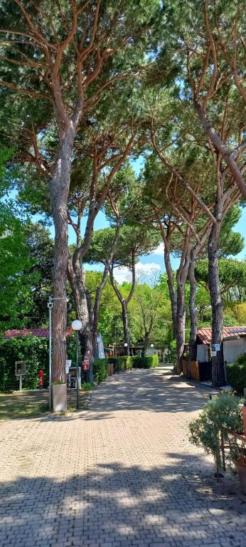 a tree lined walkway with a group of trees at Camping Linus in Marina di Massa
