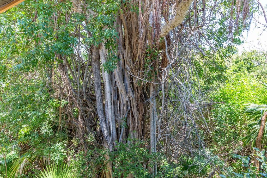 Zahrada ubytování The Florida Keys Treehouse in Marathon, FL