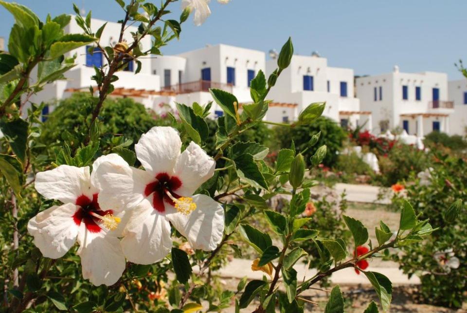 a group of white flowers with buildings in the background at Niriedes Villas in Leipsoi