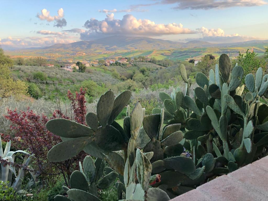 a group of cacti in a garden with mountains in the background at Locazione Turistica sita in via Ponte di Ferro 2 a Gualdo Cattaneo in Gualdo Cattaneo