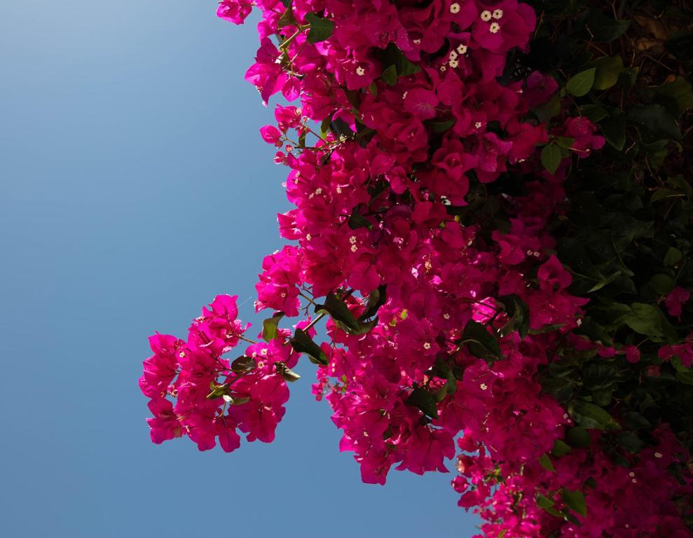 A garden outside Casa Sol