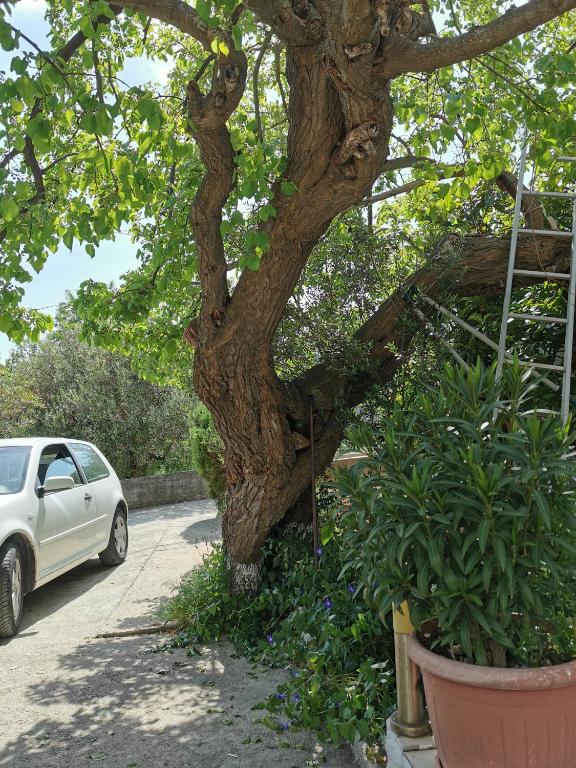 Ogród w obiekcie Apartman Blaslov Kali
