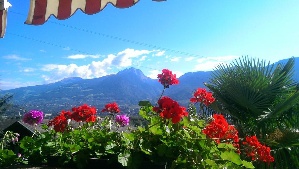 um ramo de flores vermelhas com montanhas ao fundo em Hotel Eden Guesthouse em Marlengo
