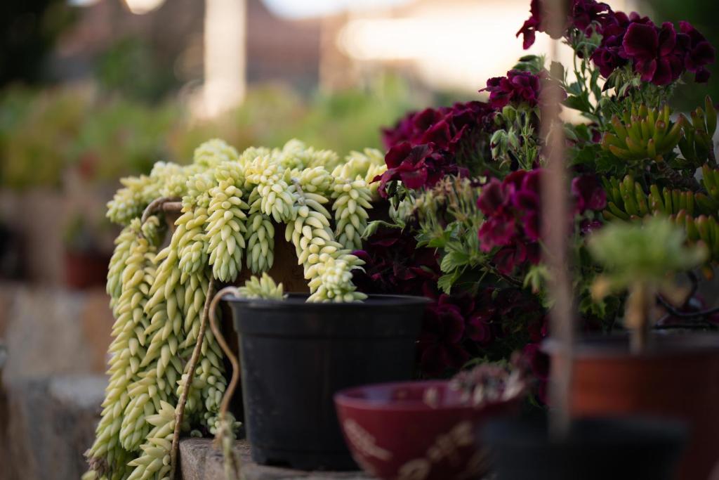 Zahrada ubytování Entre Vides Valle de Guadalupe