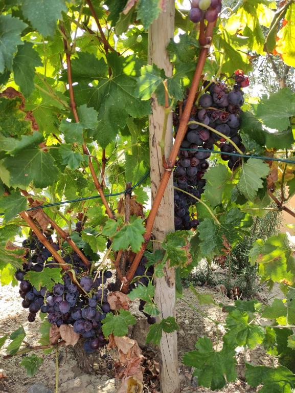 a bunch of red grapes hanging from a tree at Quinta dos Padrinhos - Suites in the Heart of the Douro in Lamego