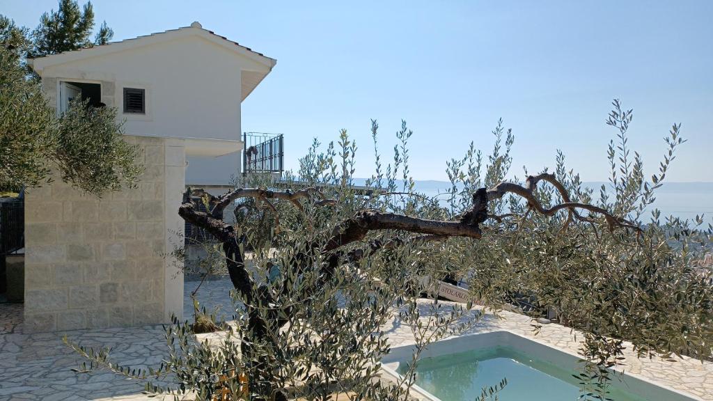 a tree leaning over a swimming pool in front of a house at Olive Stone House in Makarska