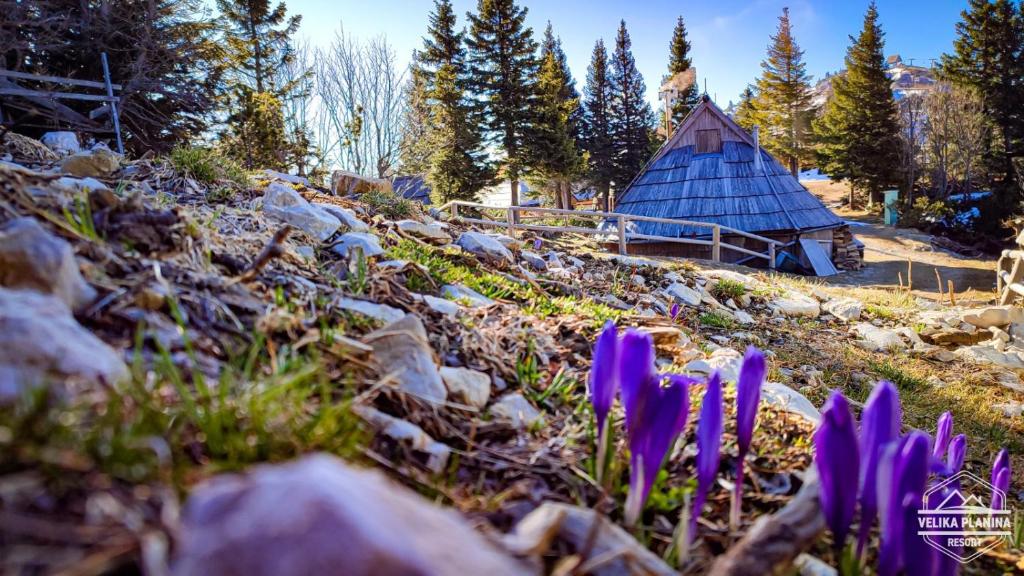 un grupo de flores púrpuras frente a un edificio en Chalet Encijan - Velika planina, en Stahovica