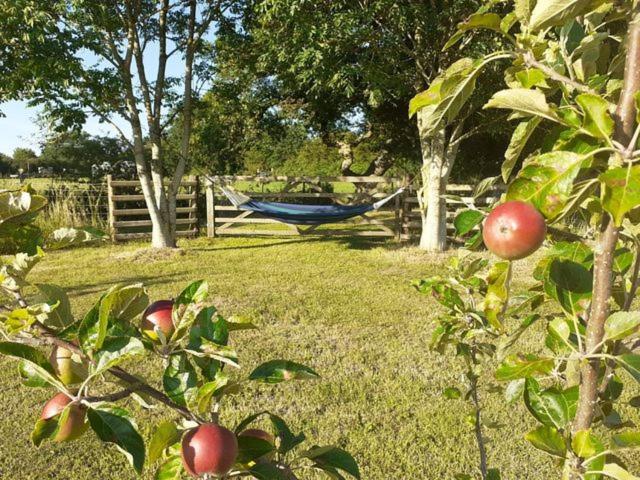 an apple tree with a hammock in a yard at The Oaks Tent Pitches with no accommodation supplied and you must bring your own tent in Colkirk