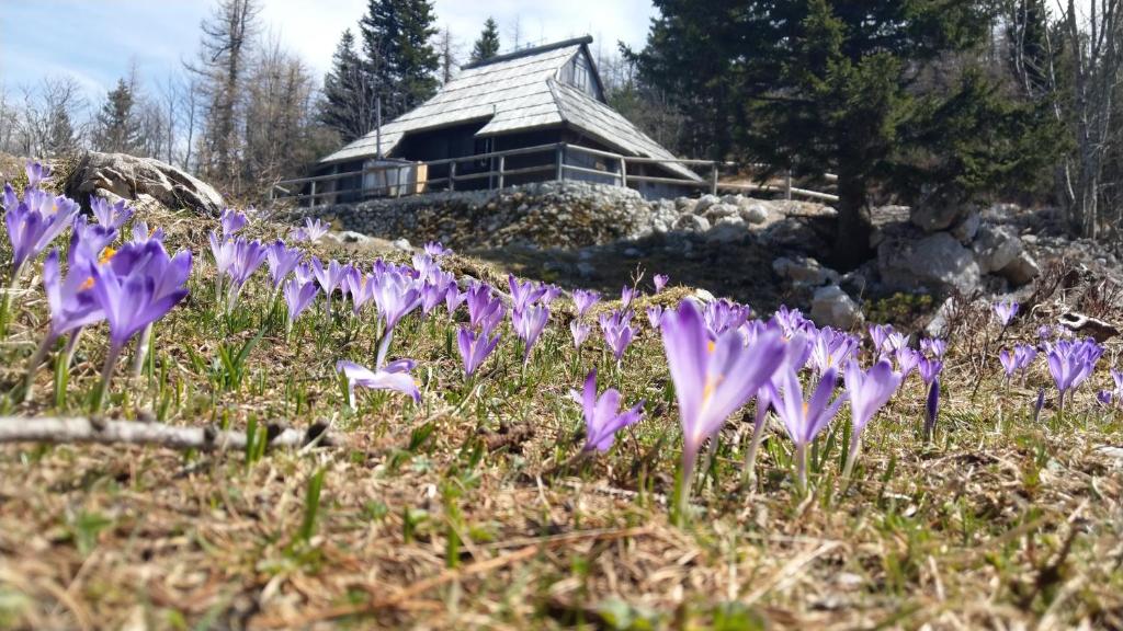 a field of purple flowers in front of a building at Chalet Pehta Velika Planina in Stahovica