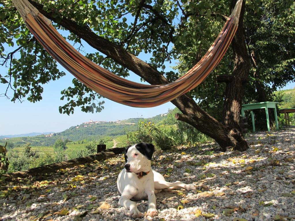 Domácí mazlíčci ubytovaní s hosty v ubytování Farmstay Kmetija Štekar