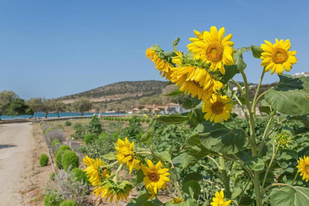 Príroda v okolí vily