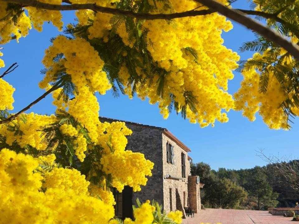 a building obscured by yellow leaves in front of a tree at Mas La Cassanya in Terrades