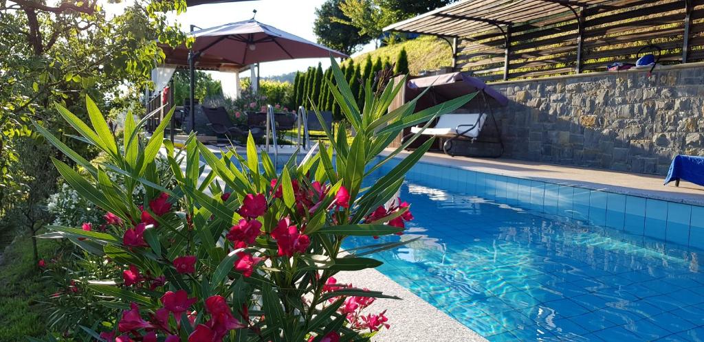 Kojsko的住宿－Valentina Guest House at Pintar Wine Estate，一座种植了鲜花的游泳池,一座遮阳伞