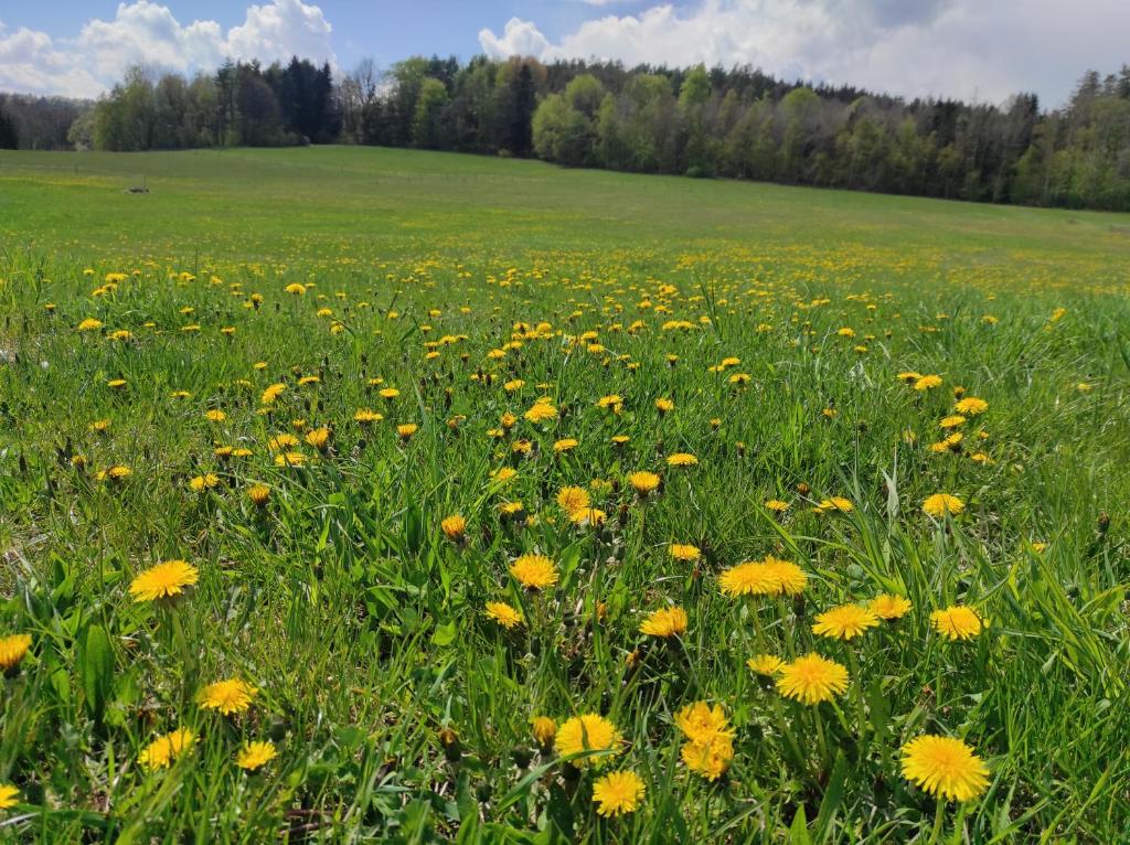 Příroda nedaleko apartmánu
